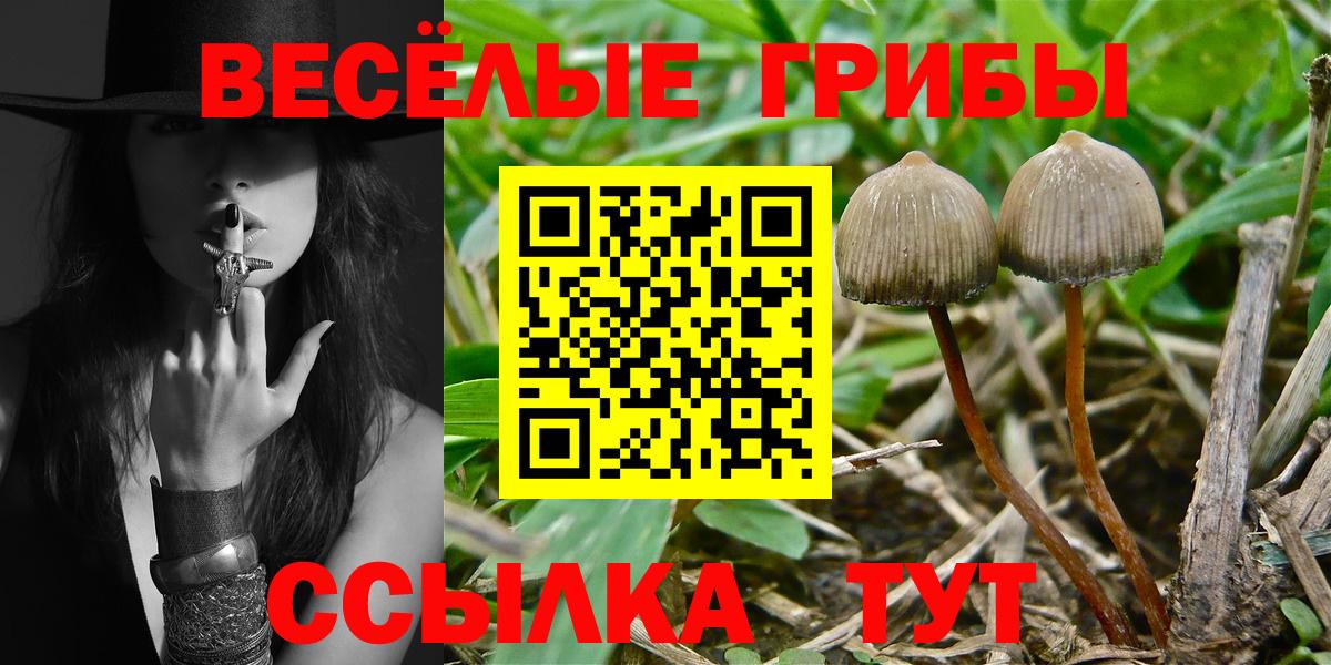 Курчалой  Псилоцибиновые грибы Psilocybine cubensis  Вход с VPN 